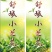 2024新茶舒城小兰花茶安徽高山绿茶兰花香型