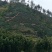 2024新茶舒城小兰花茶安徽高山绿茶兰花香型