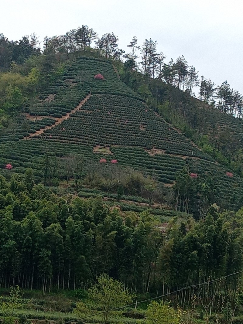 2024新茶舒城小兰花茶安徽高山绿茶兰花香型