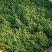 2024新茶舒城小兰花茶安徽高山绿茶兰花香型