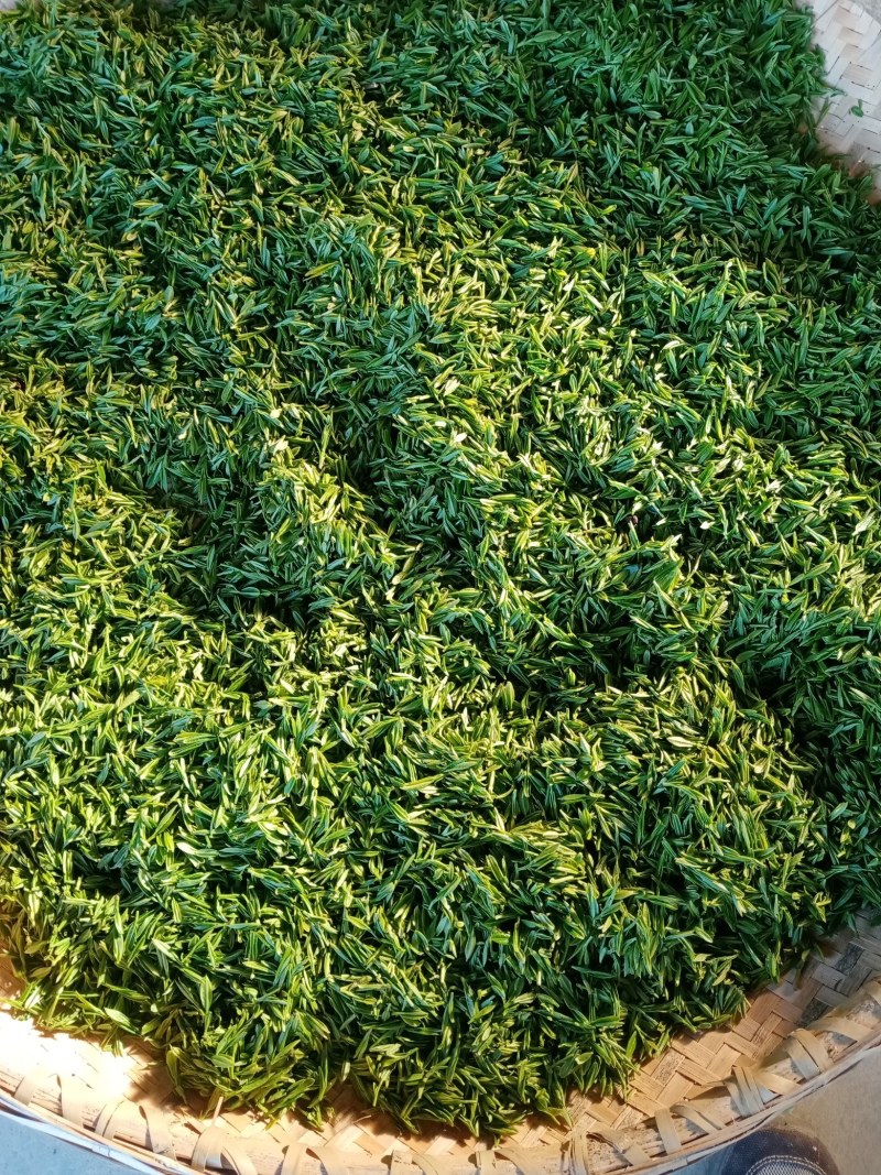 2024新茶舒城小兰花茶安徽高山绿茶兰花香型