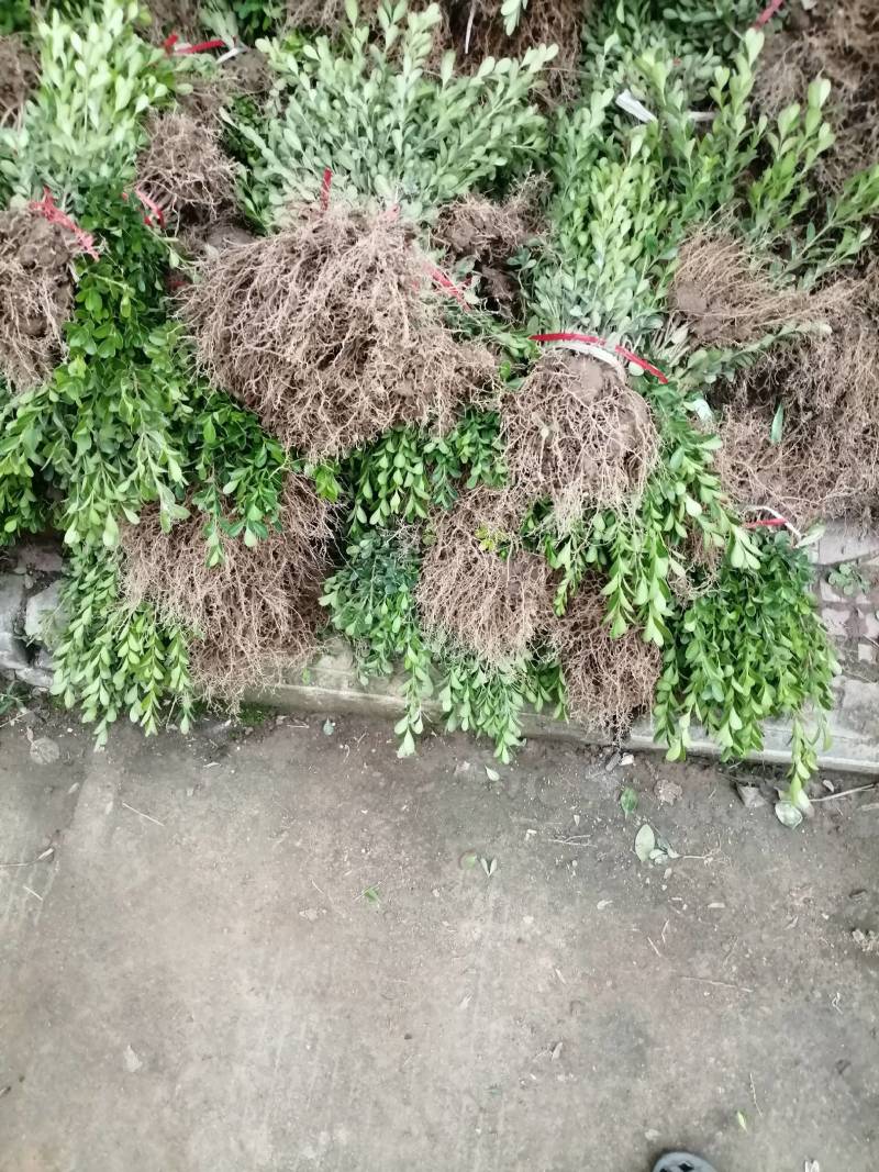 瓜子黄杨小苗（高山）（适合，苗圃，营养钛专用）