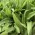 油麦菜种子笋尖种子莴苣尖种子凤尾种子香水生菜种子莜麦菜种