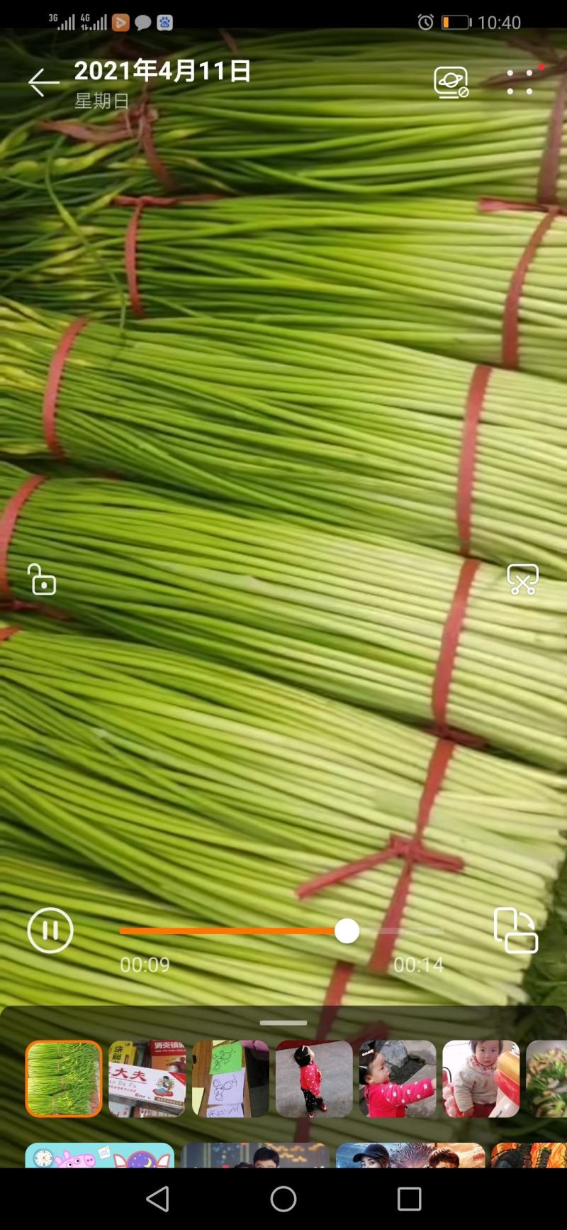山东滕州白泡蒜苔上市