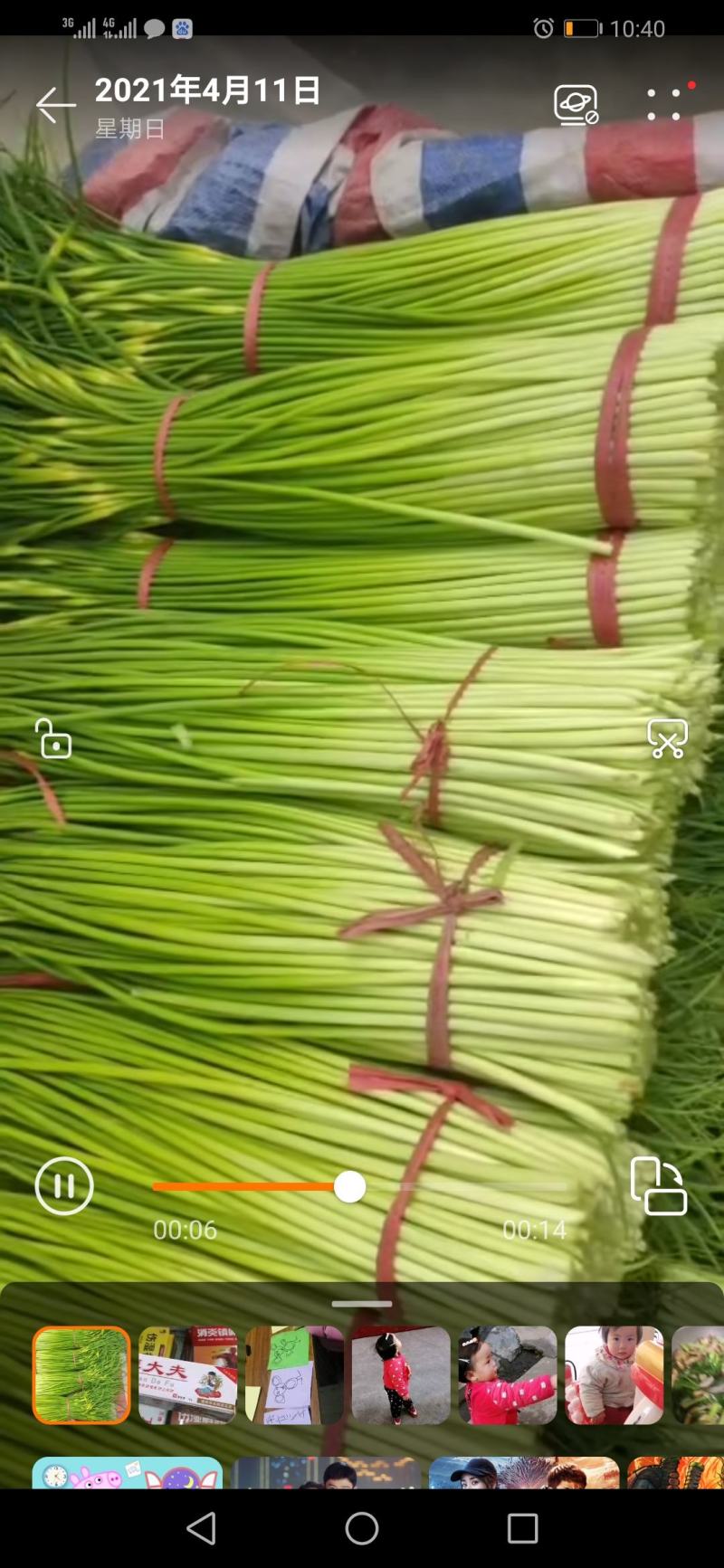 山东滕州白泡蒜苔上市