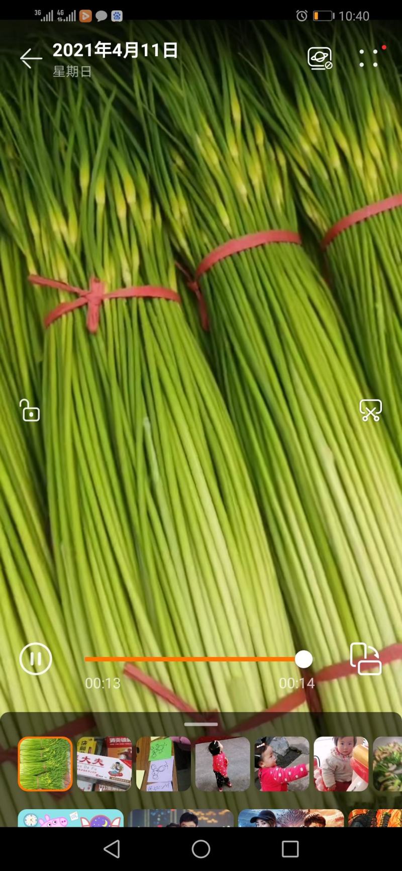 山东滕州白泡蒜苔上市