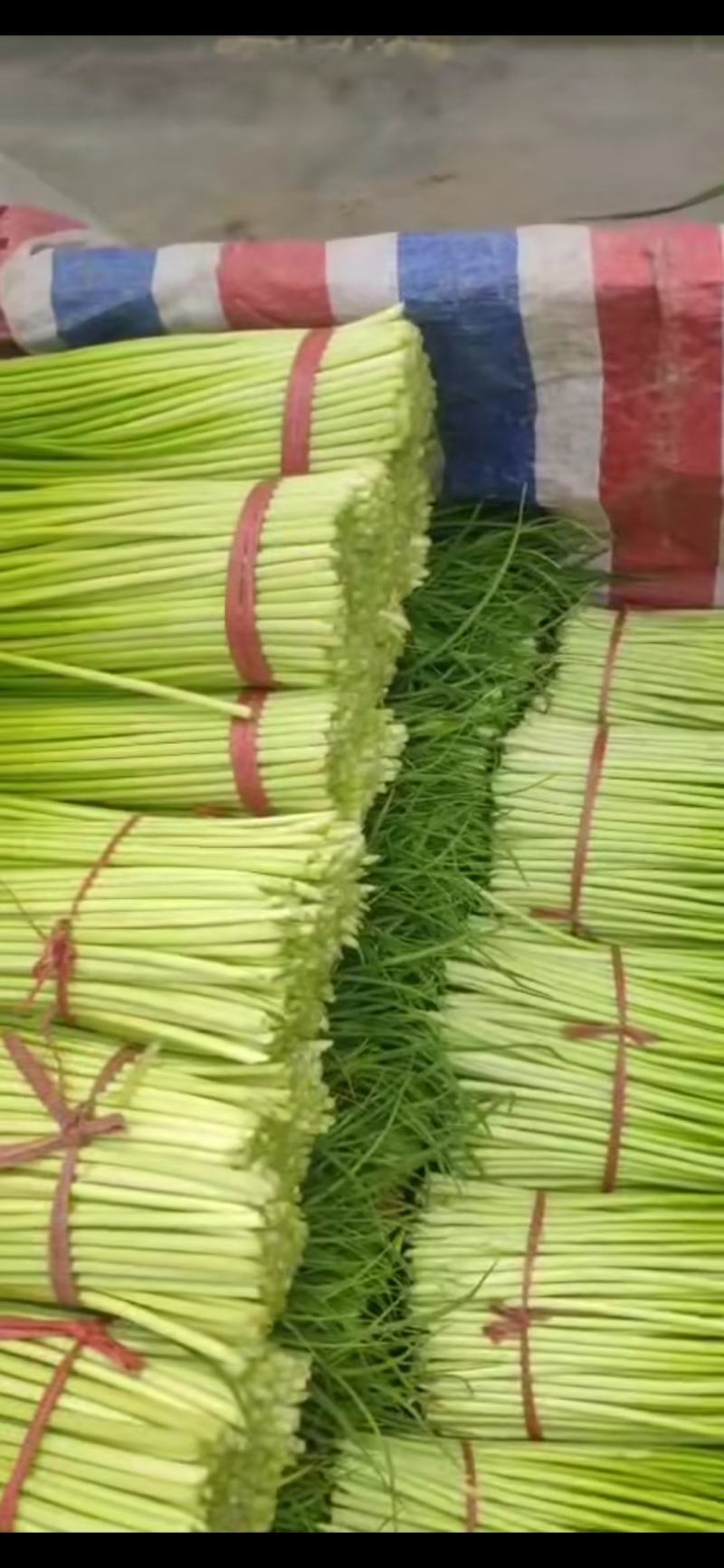山东滕州白泡蒜苔上市