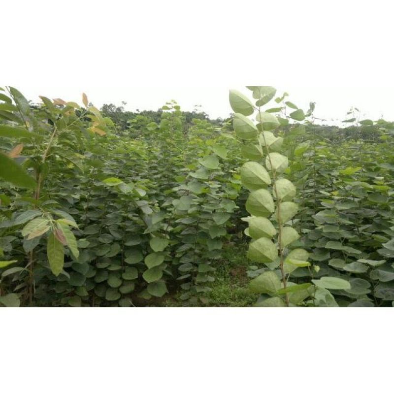 紫荆种子林木种子紫荆树紫荆花满条红紫荆种子