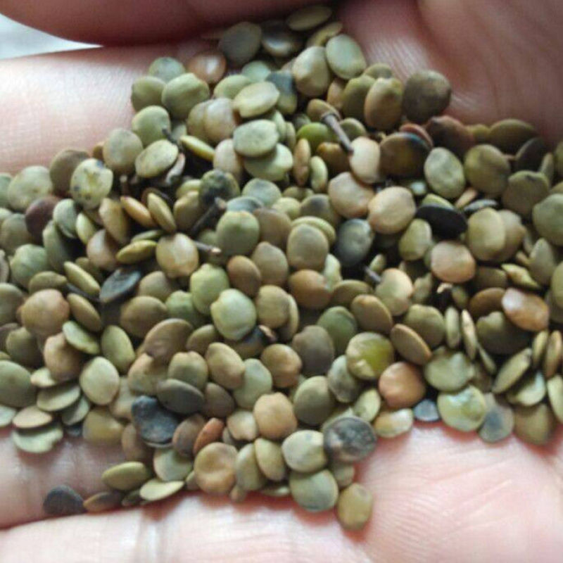 紫荆种子林木种子紫荆树紫荆花满条红紫荆种子
