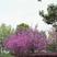 紫荆种子林木种子紫荆树紫荆花满条红紫荆种子