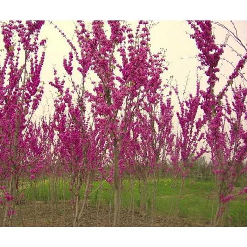 紫荆种子林木种子紫荆树紫荆花满条红紫荆种子
