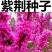 紫荆种子林木种子紫荆树紫荆花满条红紫荆种子