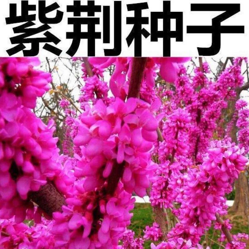 紫荆种子林木种子紫荆树紫荆花满条红紫荆种子
