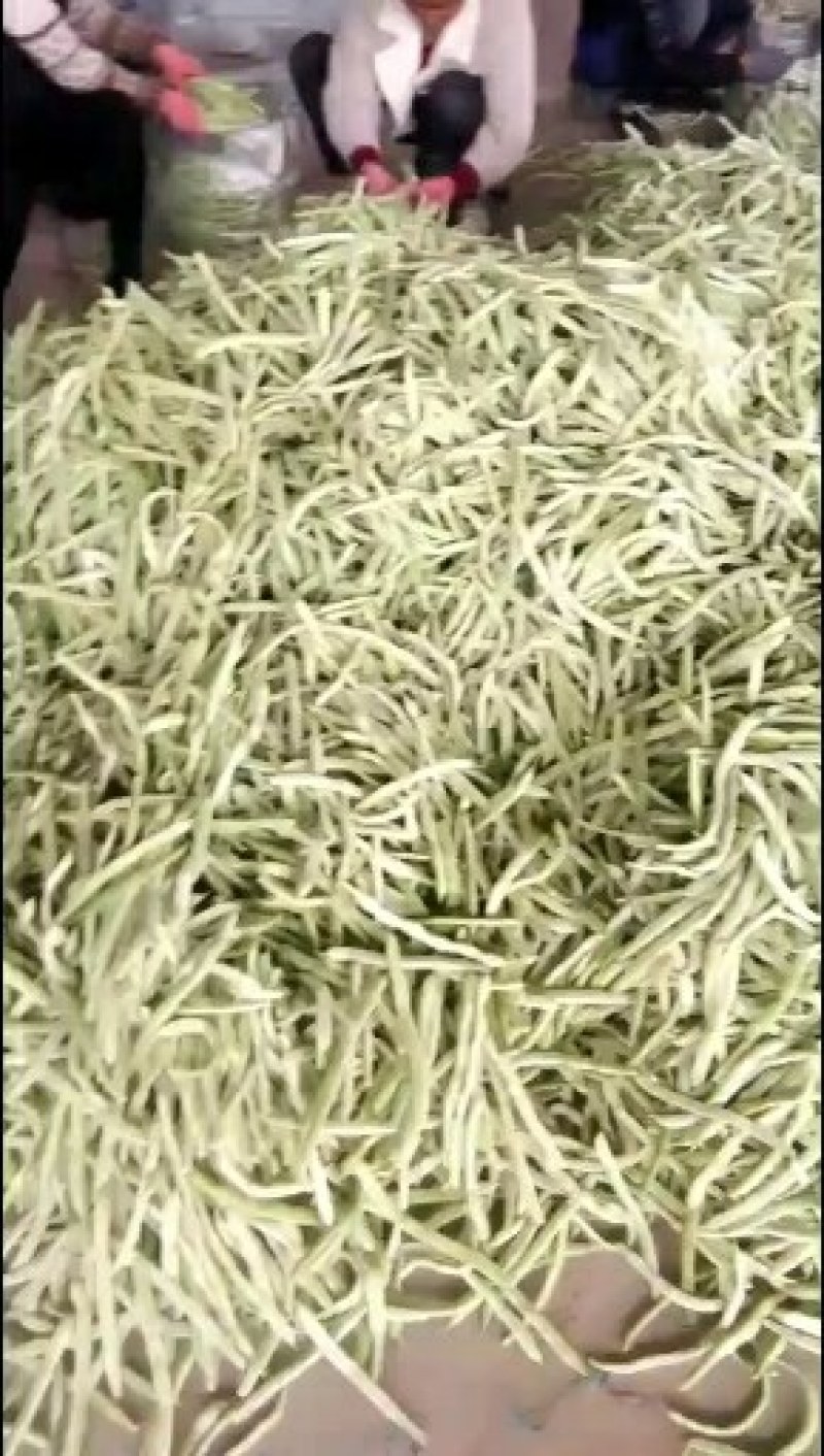 菏泽市成武县白不老基地
