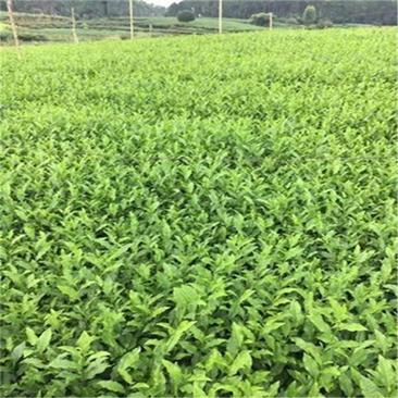 供应茶苗梅占茶苗两年苗粗梗根系粗壮发达新品种茶苗