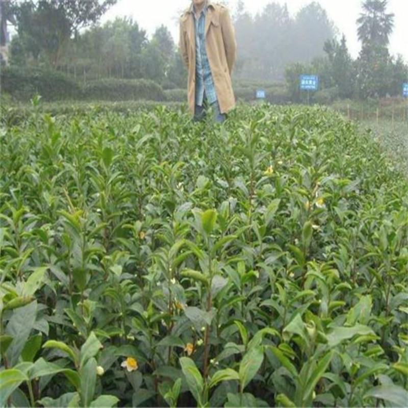 供应茶苗梅占茶苗两年苗粗梗根系粗壮发达新品种茶苗