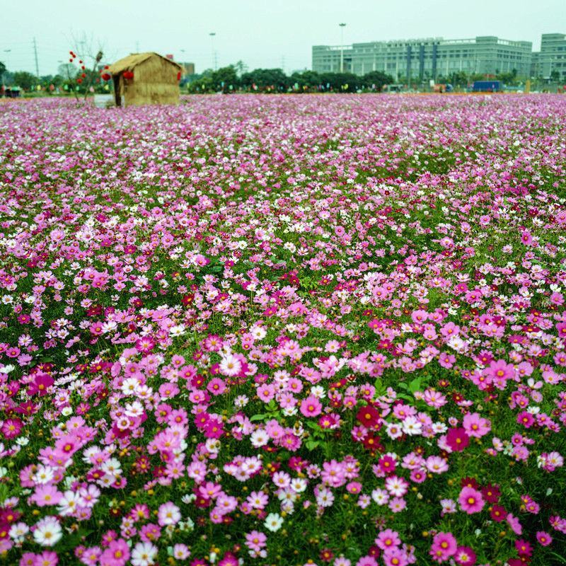 波斯菊花种子格桑花种籽子七彩四季开花易活庭院花海阳台绿化