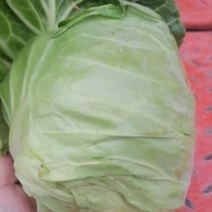 甘蓝