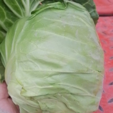甘蓝