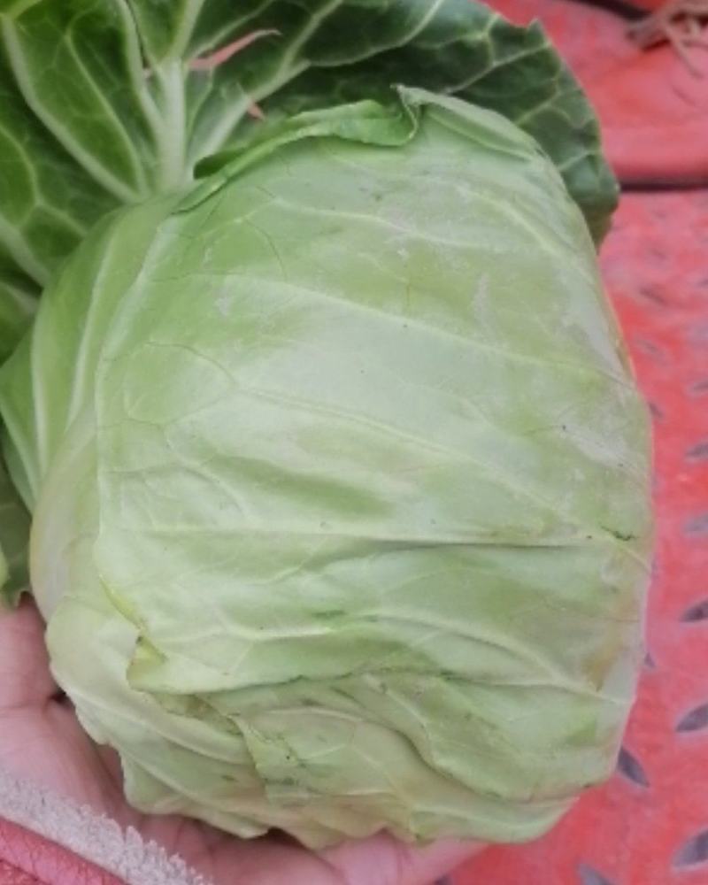 甘蓝