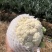 精品白花菜产地直发一手货源价无虫无黑点三包花菜