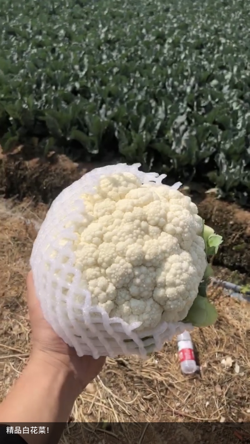 精品白花菜产地直发一手货源价无虫无黑点三包花菜