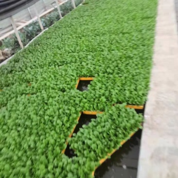 秋绿（60）苗好，农家育苗基地常年供应各种各样的蔬菜苗
