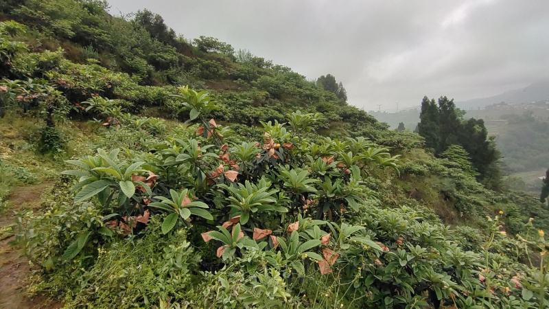 贫困县扶贫产业，大五星枇杷基地