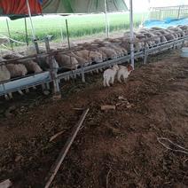 九龙镇贾岗村曾艳养殖场，现有300多只怀孕母羊