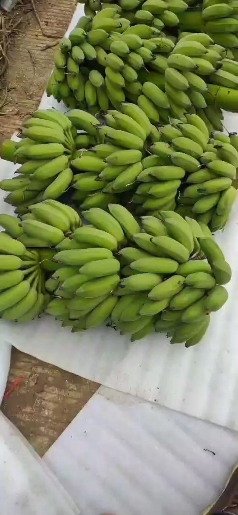 香蕉苗，西贡粉蕉苗，金粉一号蕉苗，广西南宁香蕉苗粉蕉苗场