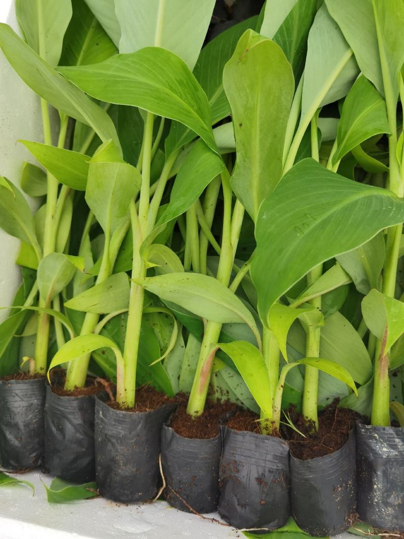 香蕉苗，西贡粉蕉苗，金粉一号蕉苗，广西南宁香蕉苗粉蕉苗场