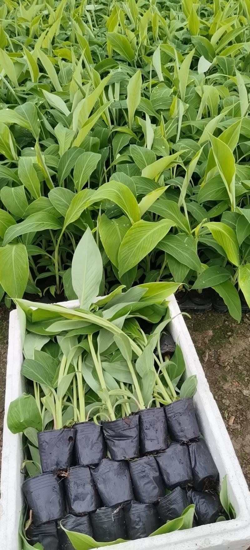 香蕉苗，西贡粉蕉苗，金粉一号蕉苗，广西南宁香蕉苗粉蕉苗场