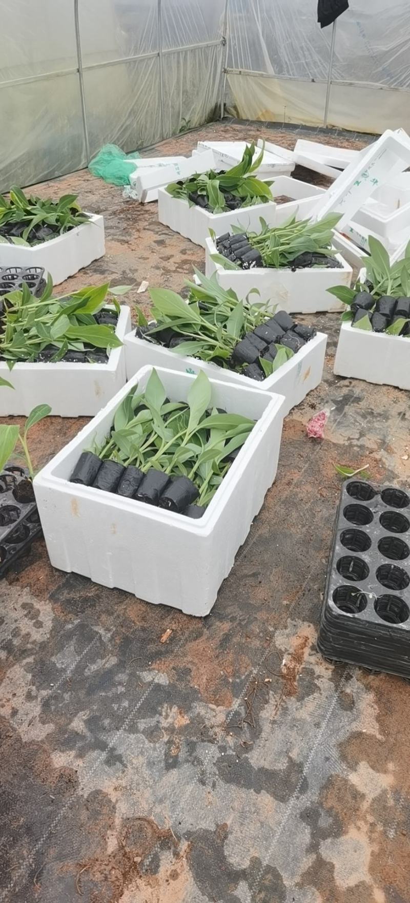 香蕉苗，西贡粉蕉苗，金粉一号蕉苗，广西南宁香蕉苗粉蕉苗场