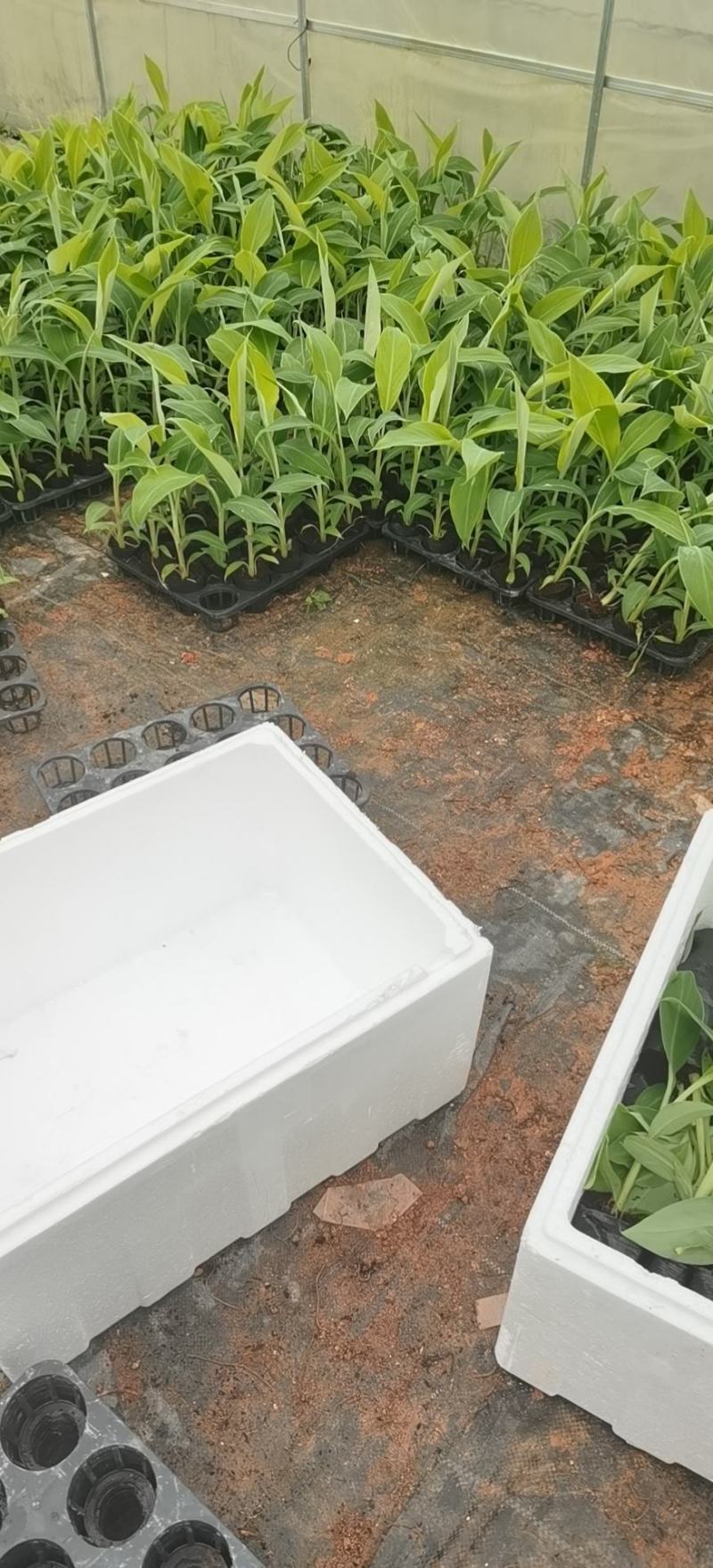 香蕉苗，西贡粉蕉苗，金粉一号蕉苗，广西南宁香蕉苗粉蕉苗场