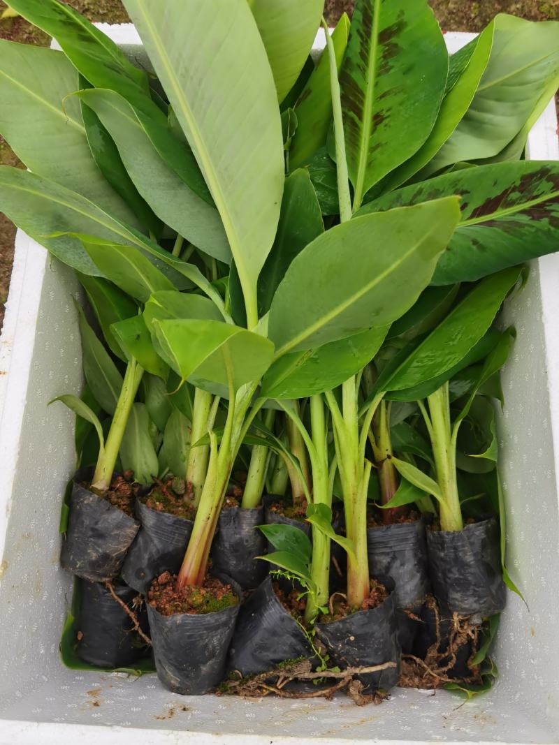 香蕉苗，西贡粉蕉苗，金粉一号蕉苗，广西南宁香蕉苗粉蕉苗场