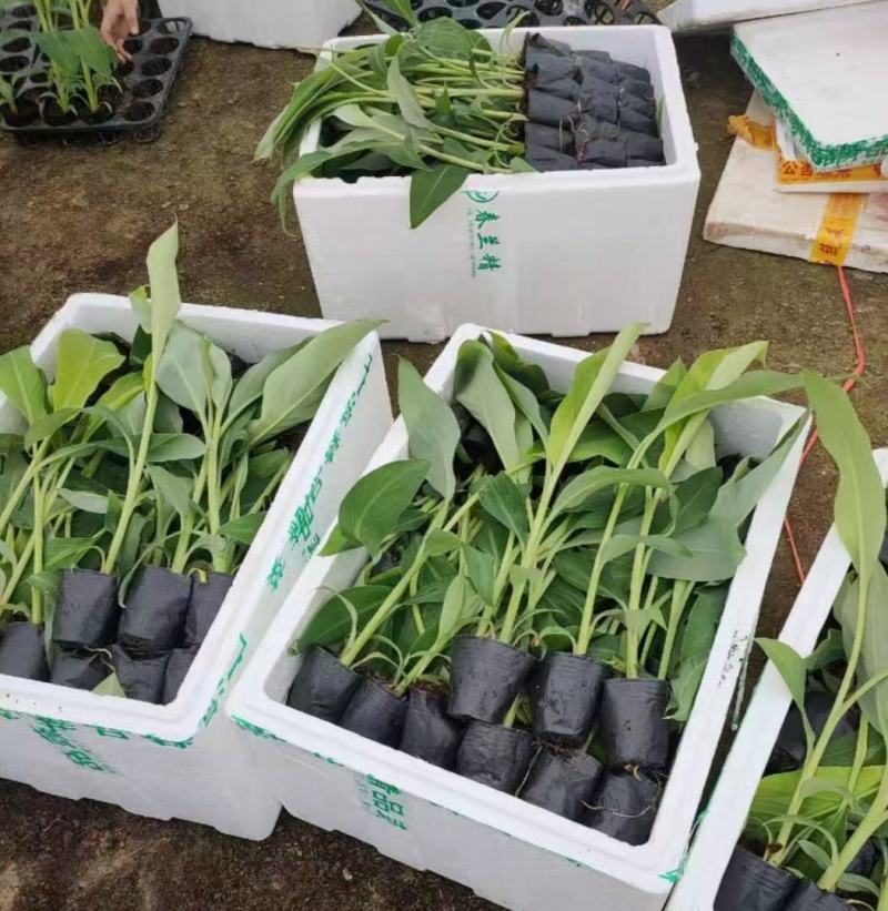 香蕉苗，西贡粉蕉苗，金粉一号蕉苗，广西南宁香蕉苗粉蕉苗场