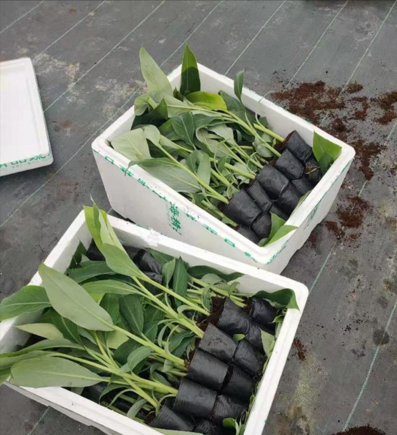 香蕉苗，西贡粉蕉苗，金粉一号蕉苗，广西南宁香蕉苗粉蕉苗场