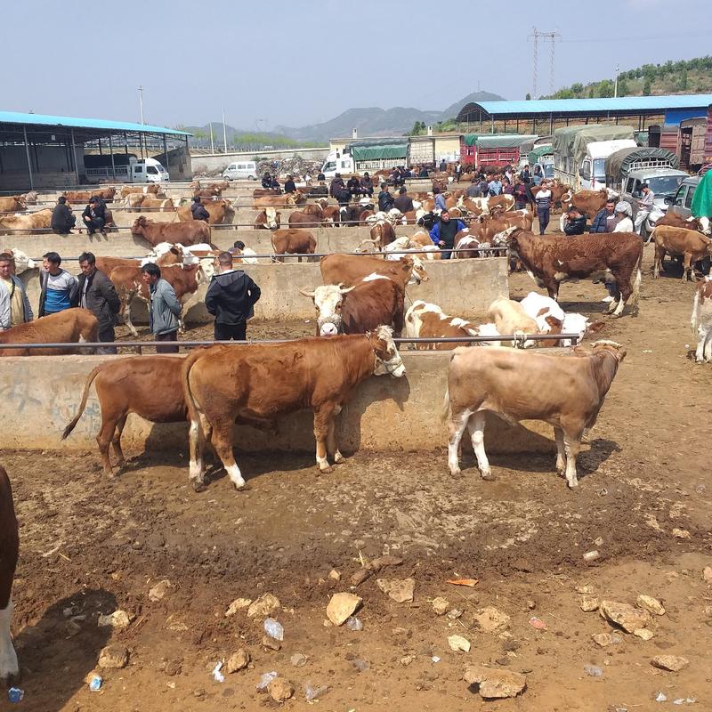 贵州西门塔尔牛犊，母牛，种牛，肉牛，黄牛