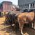 贵州西门塔尔牛犊，母牛，种牛，肉牛，黄牛