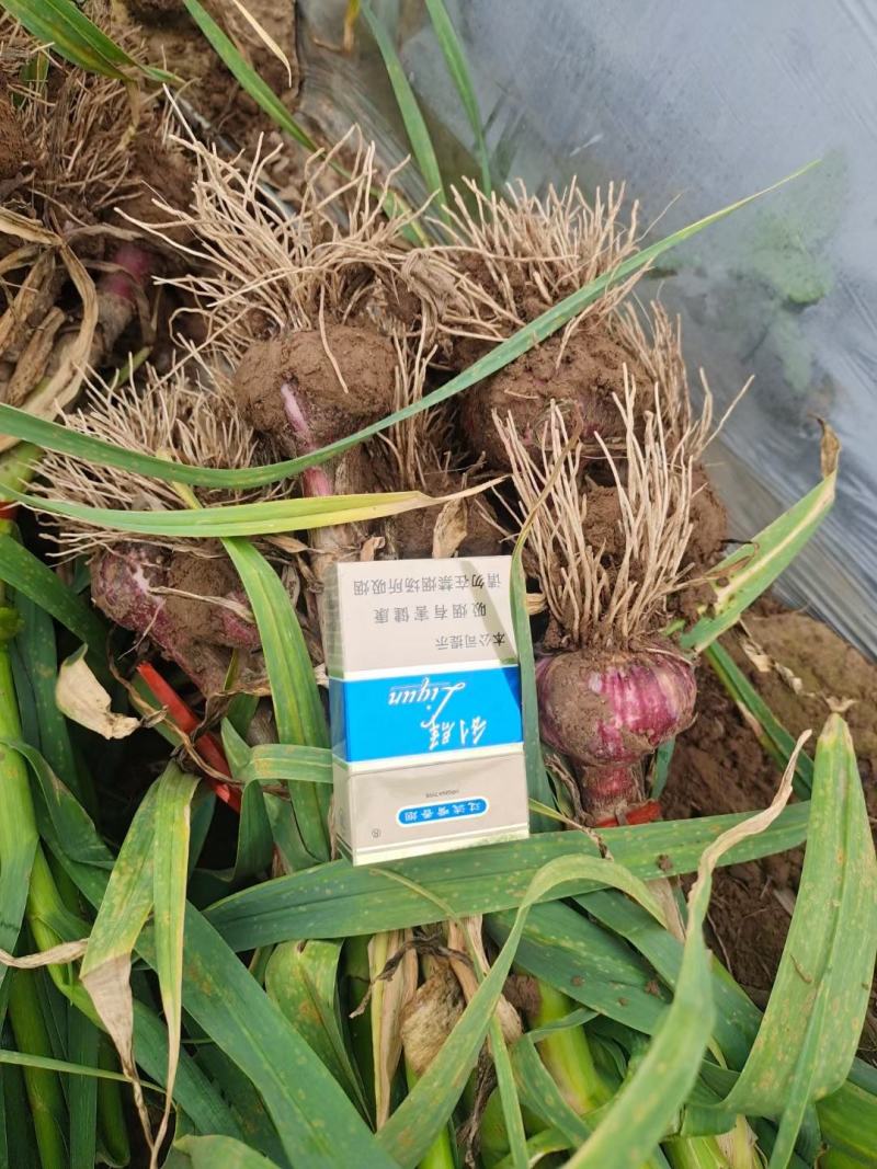 产地紫皮大蒜，把子蒜，苗蒜剥皮蒜大量上市，鲜货视频可见