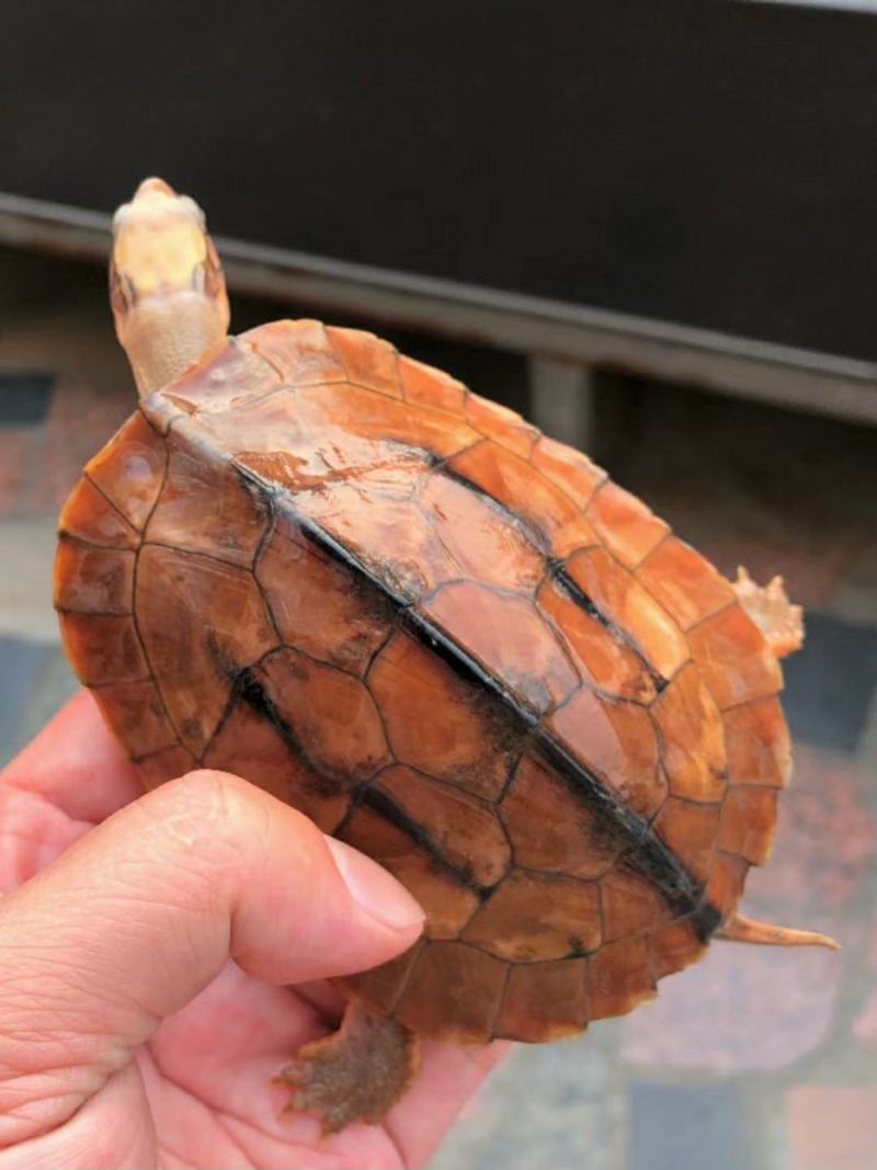 米底碌越南种，便宜出，喜欢联系，米底，大米黑底海南种都有