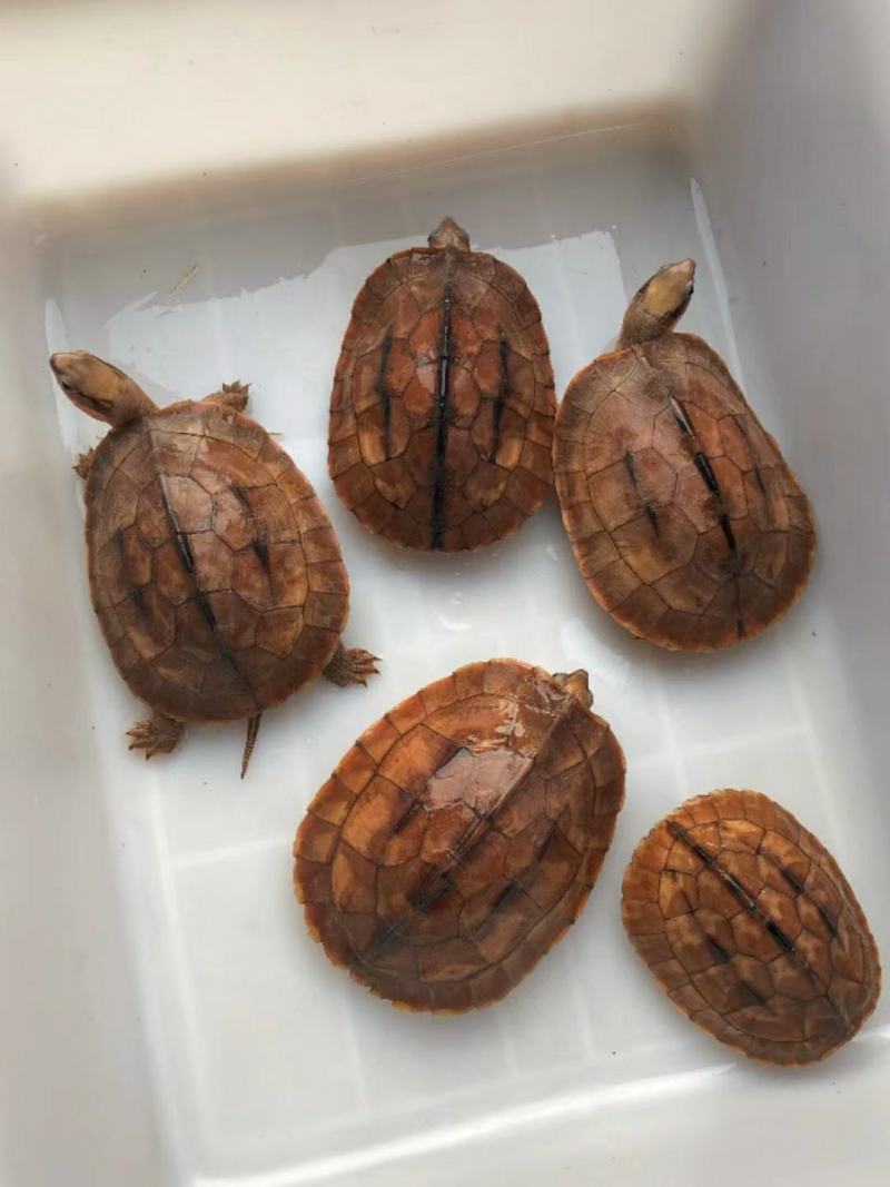 米底碌越南种，便宜出，喜欢联系，米底，大米黑底海南种都有