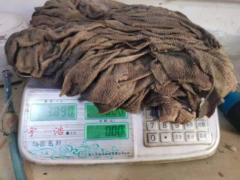 新鲜牛百叶