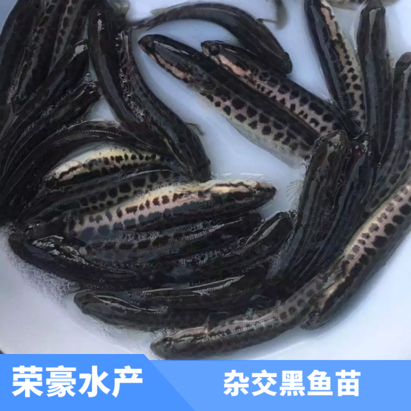 黑鱼苗财鱼苗乌鱼苗孝鱼苗成活率高厂家直销