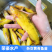 黄骨鱼黄颡鱼黄辣丁杂交黄骨鱼昂刺鱼全雄黄骨鱼苗