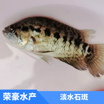 淡水石斑鱼花斑鱼石斑鱼优质品种，场地直供