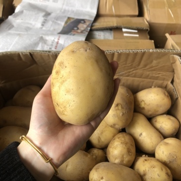 福建长乐土豆现挖现卖啦