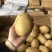 福建长乐土豆现挖现卖啦
