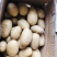 福建长乐土豆现挖现卖啦