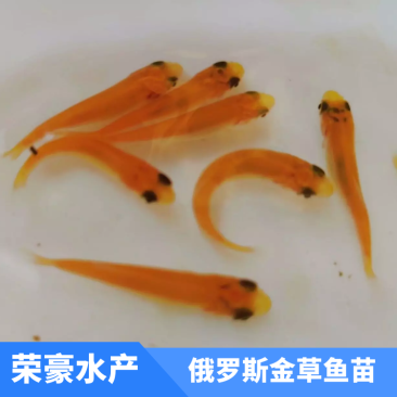 金丝草鱼金草鱼苗俄罗斯金草鱼金皖鱼